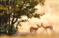 03_SPRINGBOK GREETING_by Peter Tulloch