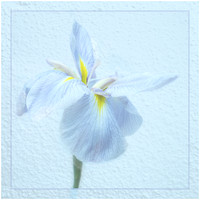 02 Blue Iris Sue