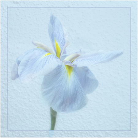 02 Blue Iris Sue