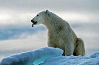 04_Polar Bear Stolichki (Apollonov) Island, Franz Joseph Land_CRM