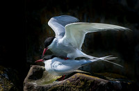 Mating Terns-03-JULIE