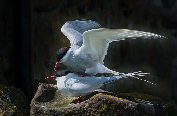 Mating Terns-03-JULIE