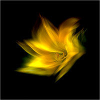 03 Flaming 1 _Ian